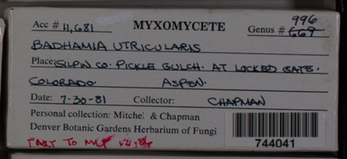 Badhamia utricularis image